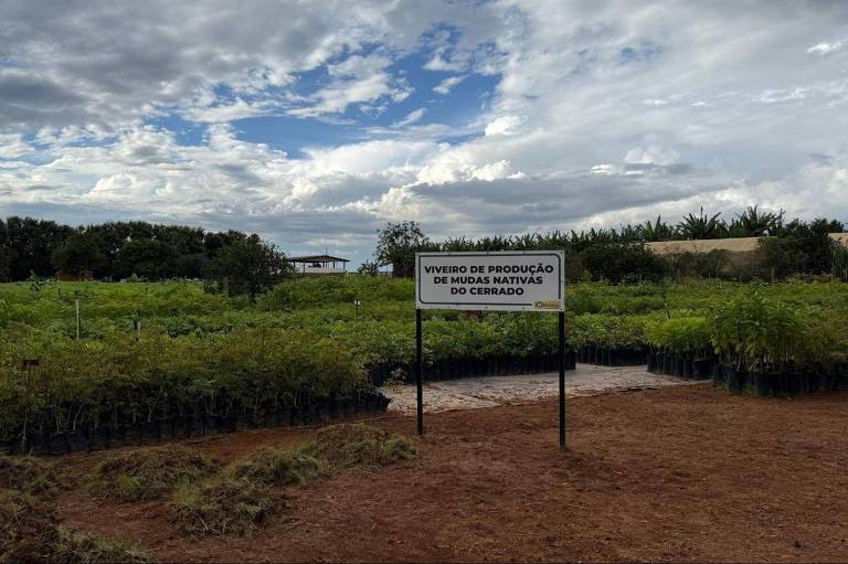 A imagem mostra um viveiro de produção de mudas, com várias plantas em vasos dispostos em fileiras. No centro, há uma placa que diz 'VIVEIRO DE PRODUÇÃO DE MUDAS Nativas do Cerrado'. O céu está parcialmente nublado, e ao fundo, pode-se ver uma área verde com árvores. O solo é de terra batida.