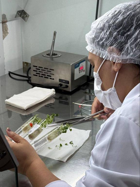 Uma pessoa está trabalhando em um ambiente de laboratório, usando uma touca e máscara. Ela está segurando uma pinça e manipulando pequenas amostras de plantas em uma bandeja. Ao fundo, há um equipamento de laboratório e toalhas de papel sobre a mesa.