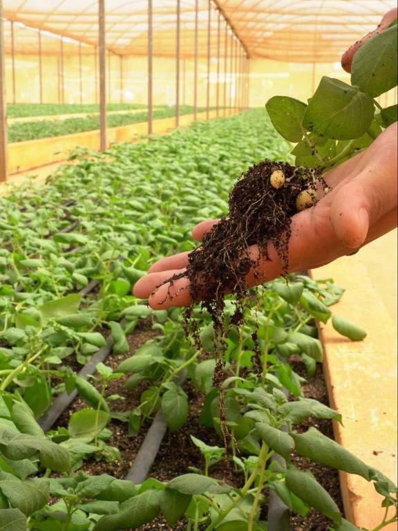 A imagem mostra uma mão segurando uma planta com raízes expostas, em um ambiente de estufa. Ao fundo, há uma fileira de plantas verdes crescendo em um solo coberto por um sistema de irrigação. A estrutura da estufa é visível, com uma cobertura de plástico e uma iluminação natural que entra pelo teto.