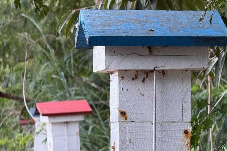 A imagem mostra duas casas de passarinho em um ambiente natural. A casa mais próxima tem um telhado azul e a casa ao fundo tem um telhado vermelho. Ambas são feitas de madeira e estão fixadas em postes de madeira. O fundo é composto por vegetação, com folhas verdes ao redor.