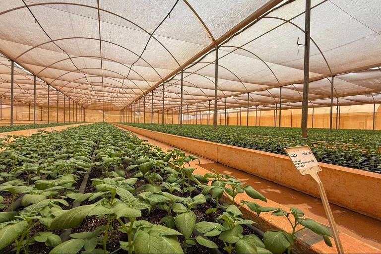 PLANTAR E PROTEGER O PLANETA AO MESMO TEMPO
