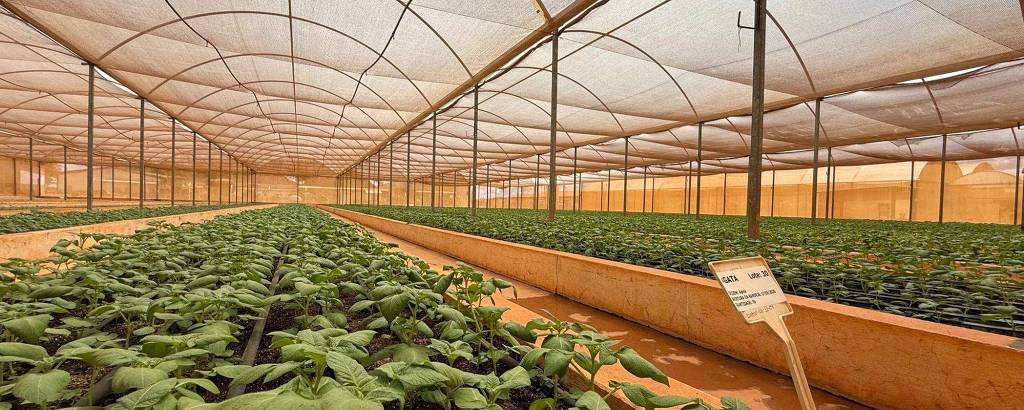 A imagem mostra o interior de uma estufa agrícola, com fileiras de plantas em crescimento. O ambiente é bem iluminado, com uma cobertura de plástico que permite a entrada de luz. As plantas são predominantemente verdes e estão dispostas em canteiros organizados. Há uma placa de identificação visível em uma das fileiras, indicando o tipo de planta.