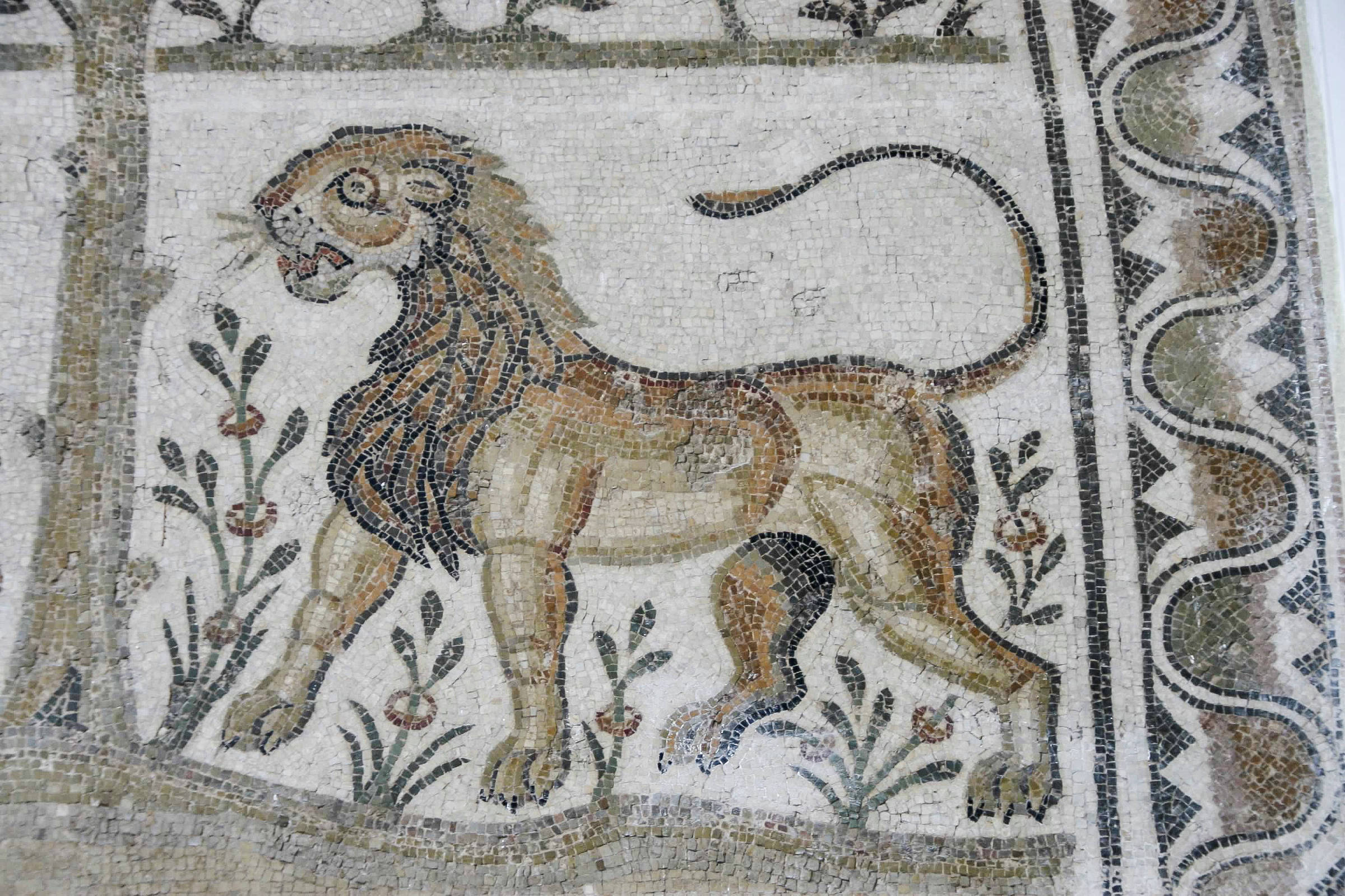 Marcas de mordidas são 1ª prova direta de luta de gladiador com leão no Império Romano