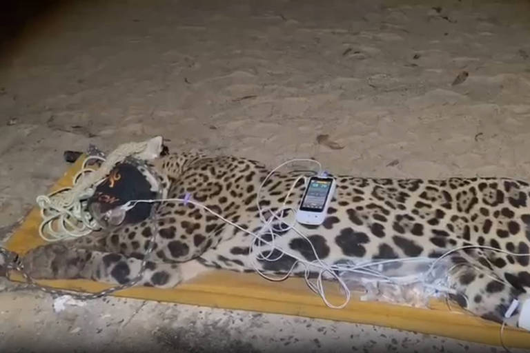 Onça que matou caseiro no pantanal é capturada