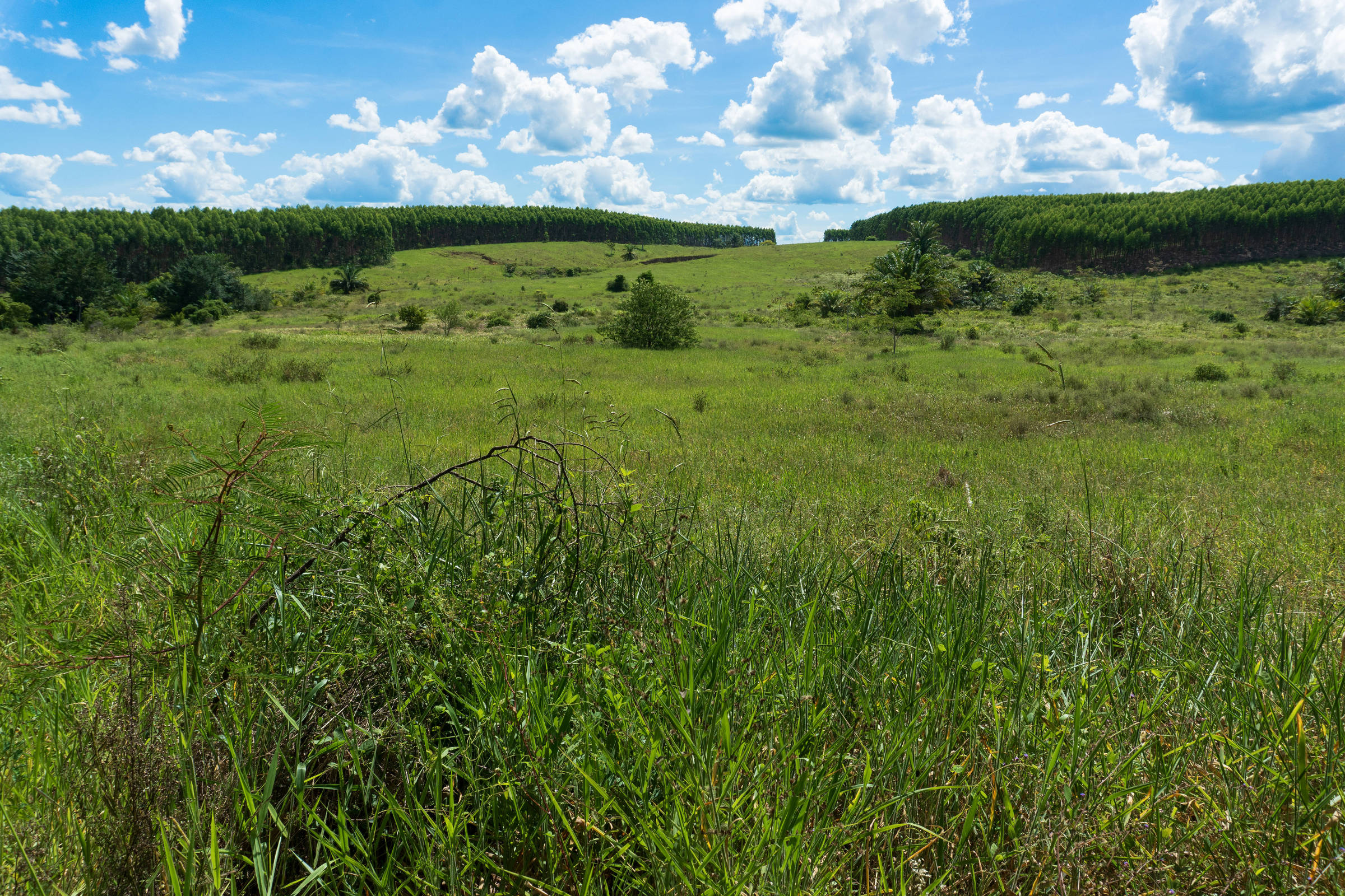 Consórcio de grandes empresas vai gerar crédito de carbono 'premium'