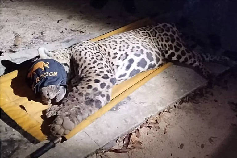 Onça que matou caseiro estava cerca de 30 kg abaixo do peso