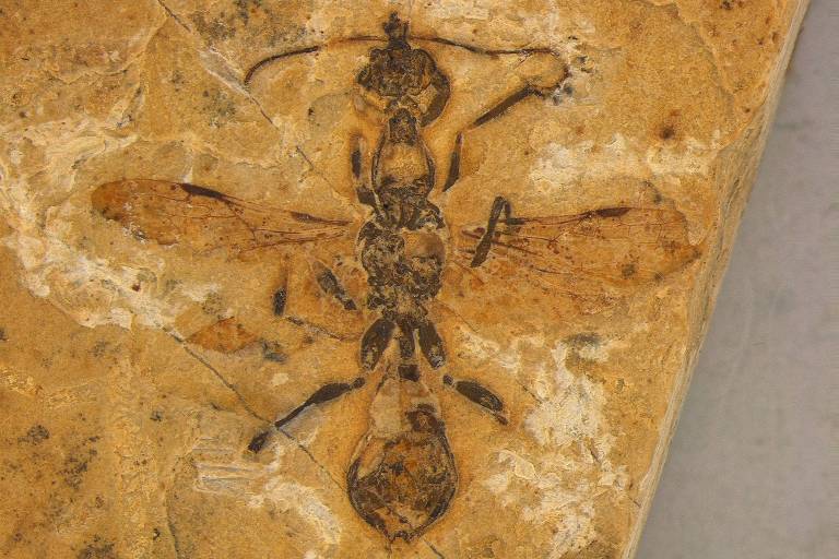 A imagem mostra um fóssil de inseto, possivelmente uma espécie de abelha ou vespa, preservado em uma rocha. O inseto é visível em detalhes, com suas asas, corpo segmentado e antenas bem definidos. O fundo da rocha é de cor amarelada, e há marcas de desgaste ao redor do fóssil. Uma régua de 2 mm está presente na parte inferior direita da imagem, indicando a escala do fóssil.