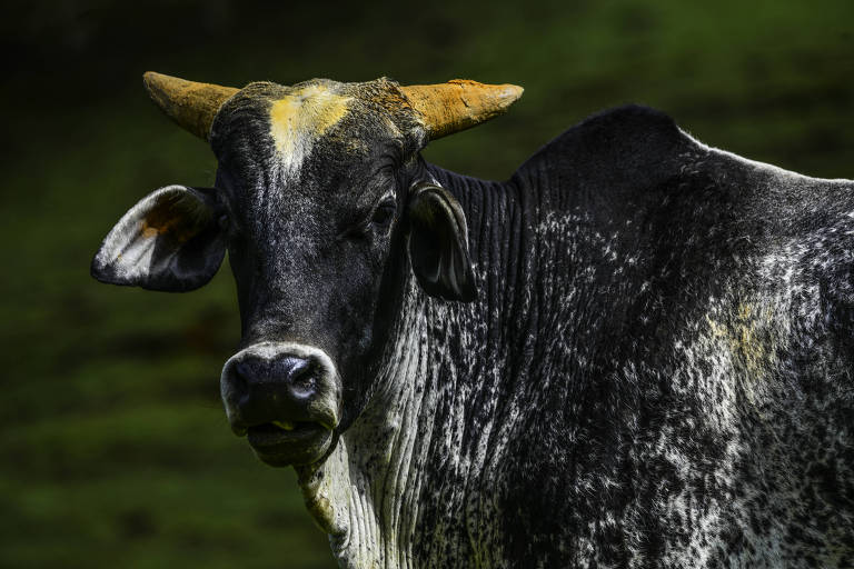 Brasil e Argentina disputam mercado milionário de 'ouro bovino' na China