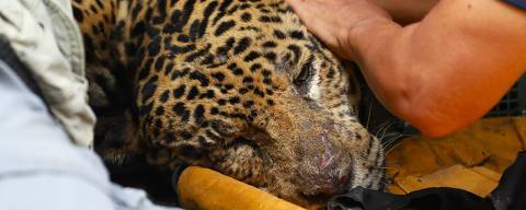 CAMPO GRANDE , MS 24.04.2025 , BRASIL ,  Chegada da Onça pintada no Hospital Veterinário de Animais Silvestre, apos capturaram, na madrugada desta quinta-feira (24),  no Pantanal Regiao de Touro Morto. Foto Saul Schramm / Divulgaçao Secom DIREITOS RESERVADOS. NÃO PUBLICAR SEM AUTORIZAÇÃO DO DETENTOR DOS DIREITOS AUTORAIS E DE IMAGEM