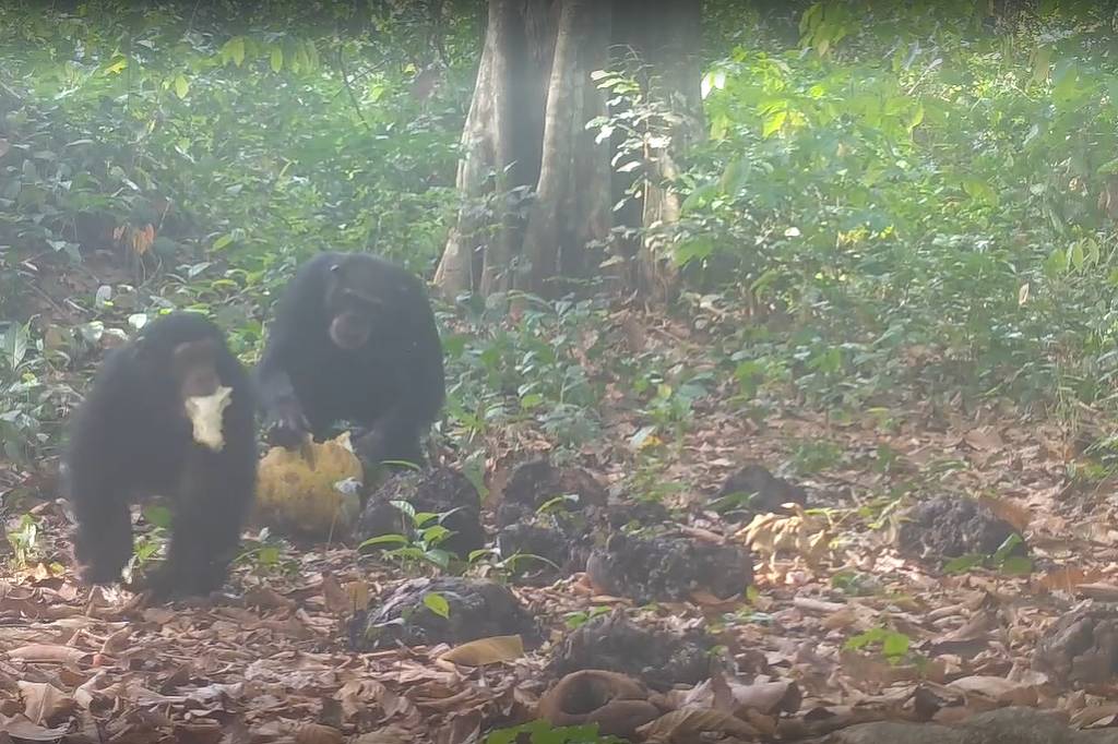 Chimpanzés selvagens participam de festas regadas a álcool