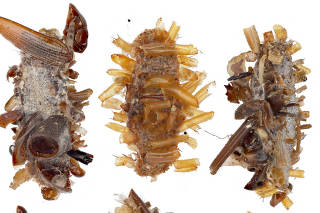 Specimens of a newly identified carnivorous caterpillar species nicknamed the ?bone collector?, are seen in this handout image released by the University of Hawaii, Manoa