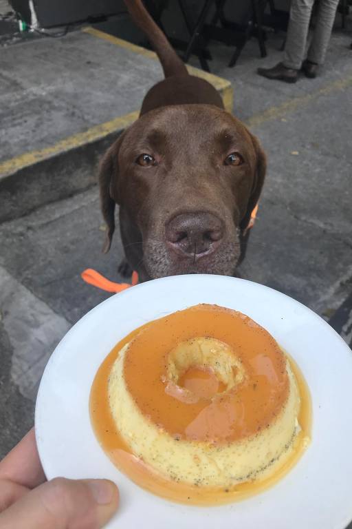 Um cachorro da raça Labrador, de pelagem marrom, está olhando para um prato que contém um pudim. O pudim é de cor amarela com uma cobertura caramelizada em cima. A mão de uma pessoa segura o prato, enquanto o fundo mostra uma calçada e algumas pessoas ao longe.