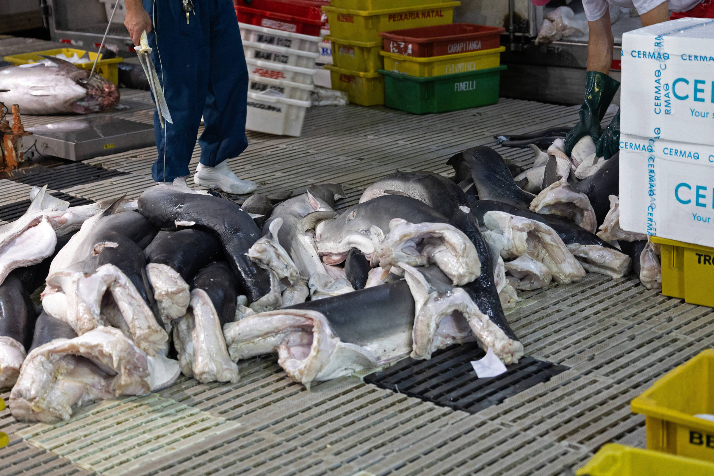 Portaria regulamenta pesca do tubarão-azul, espécie quase ameaçada de extinção, e revolta ambientalistas