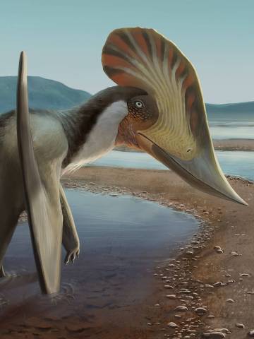 Ilustração do pterossauro que habitava, há mais de 100 milhões de anos, o Nordeste brasileiro