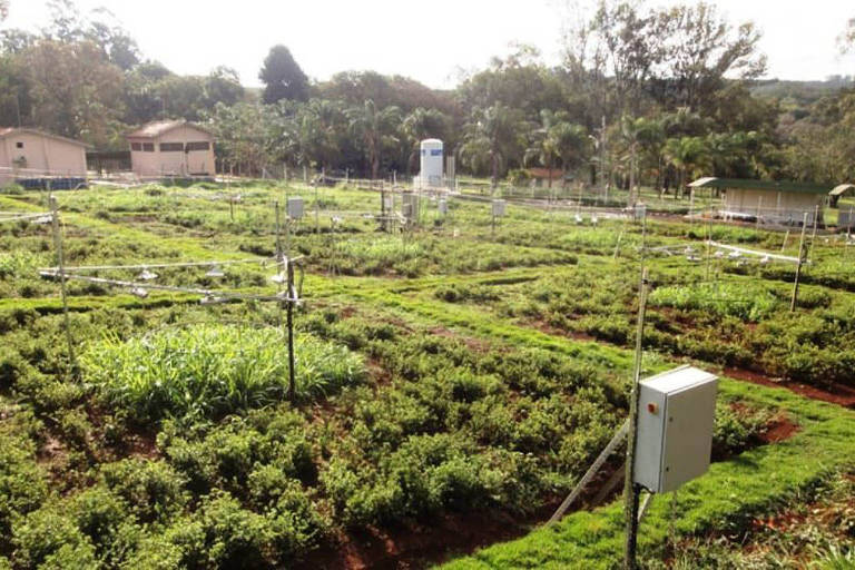 Pesquisa usa bactérias para neutralizar efeitos do aumento de temperatura em pasto