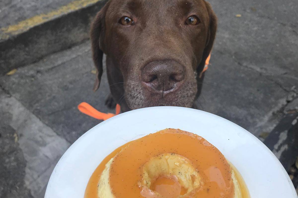 Como a morte do labrador Pudim acende alerta para plantas tóxicas espalhadas por SP