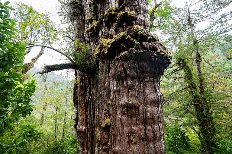 Chile luta para preservar uma das árvores mais antigas do mundo