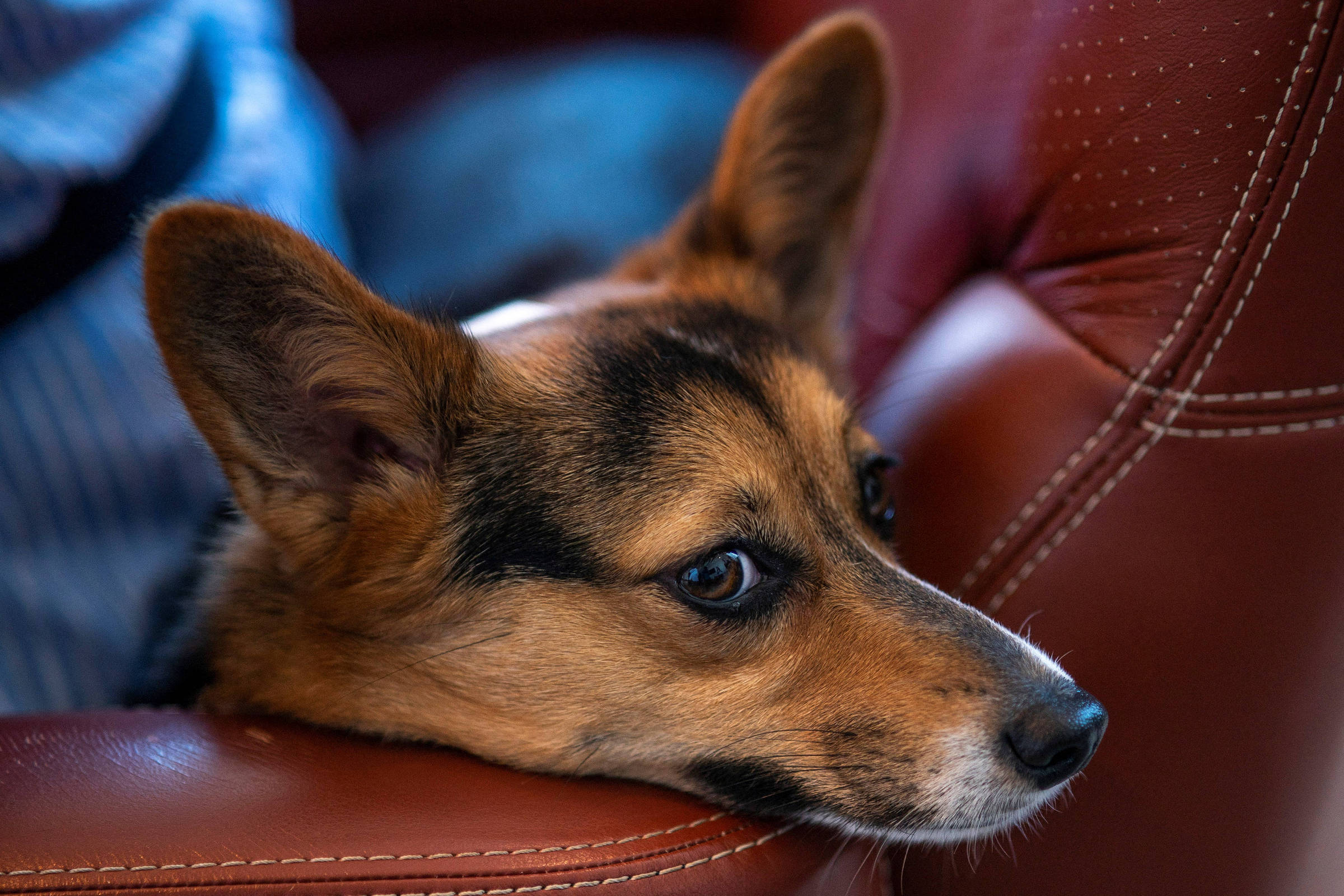 Meu PhD honorário em psicologia animal