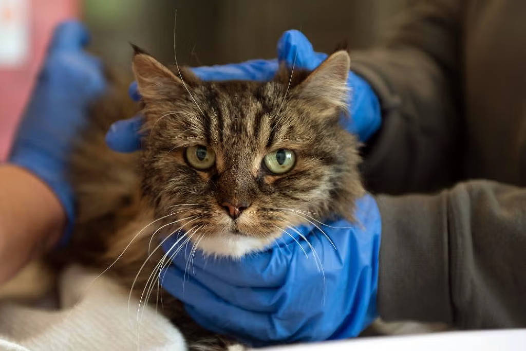 Gata sobrevive a queda em desfiladeiro de 115 metros de altura nos Estados Unidos