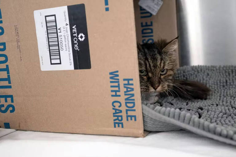 A imagem mostra um gato com pelagem listrada, parcialmente escondido dentro de uma caixa de papelão. A caixa tem uma etiqueta visível com informações sobre o manuseio e o cuidado. O fundo é um tapete cinza e a cena é bem iluminada, destacando o gato que parece curioso.
