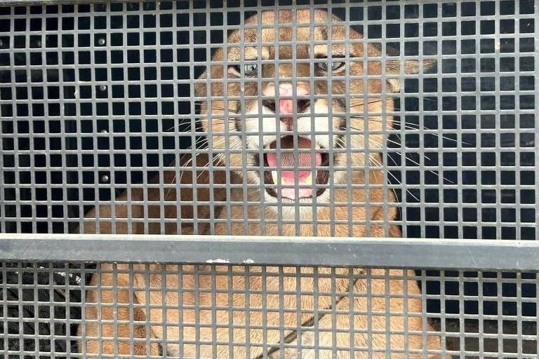 A imagem mostra um felino, possivelmente um puma, dentro de uma gaiola com uma grade metálica. O animal está com a boca aberta, parecendo estar vocalizando ou rugindo. Sua pelagem é de cor dourada e ele está posicionado de forma que seu corpo e cabeça são visíveis através das barras da gaiola.