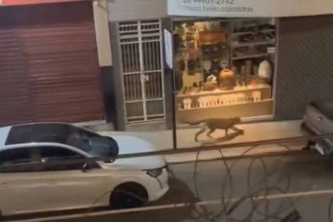 Onça-parda é flagrada andando nas ruas do centro de Iconha, no sul do Espírito Santo