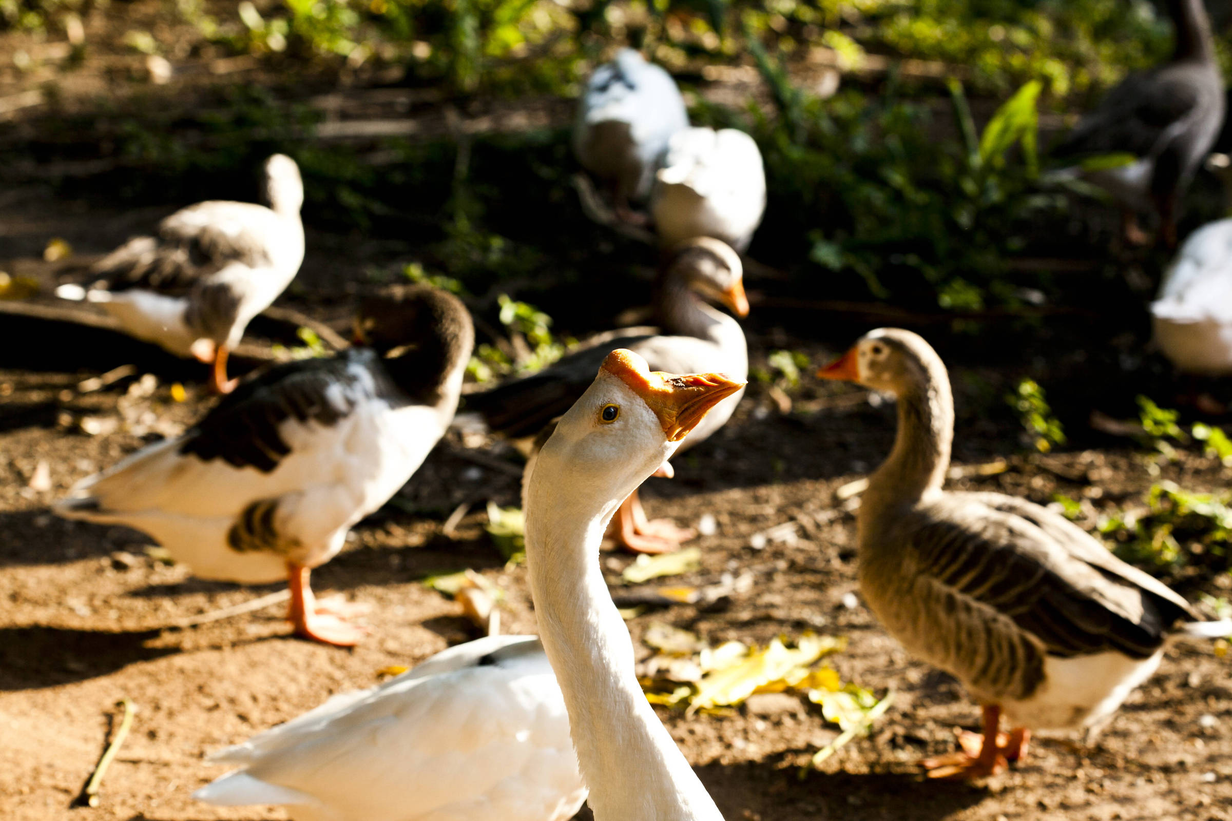 Fim de aves soltas e chegada de mostra de decoração desfiguram parque da Água Branca