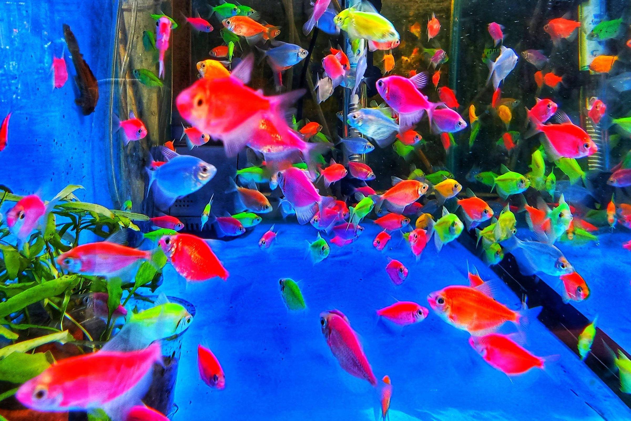 A caça aos peixes modificados para 'brilhar no escuro', que levou a multas acima de R$ 100 mil