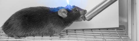 In an undated image provided by Josh Norem, a photo illustration of a mouse in a lab with an optical fiber implanted in the brain. Studies in neuroscience with applications to humans offer clues about what makes us start eating, and when we stop.  ORG XMIT: XNYT0547