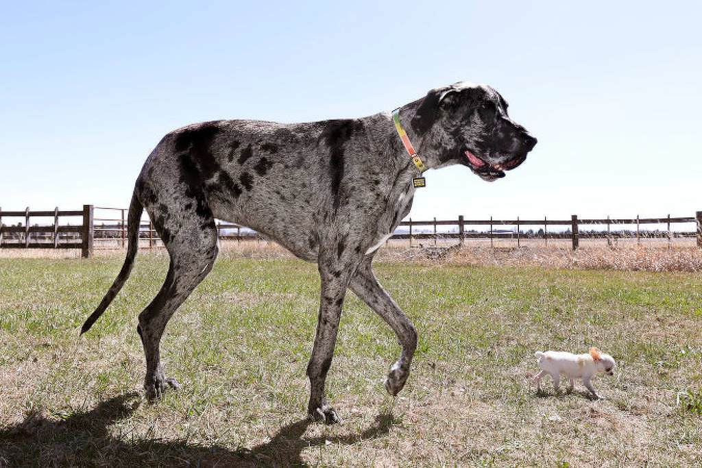 Cães mais alto e mais baixo do mundo se encontram; conheça Reginald e Pearl