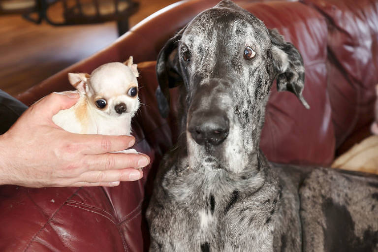 A imagem mostra um grande cachorro da raça Dogue Alemão ao lado de um pequeno Chihuahua. O Dogue Alemão tem pelagem cinza e está sentado em um sofá de couro marrom. O Chihuahua, que é muito menor, está sendo segurado por uma mão humana. O ambiente parece ser uma sala de estar, com um fundo desfocado.