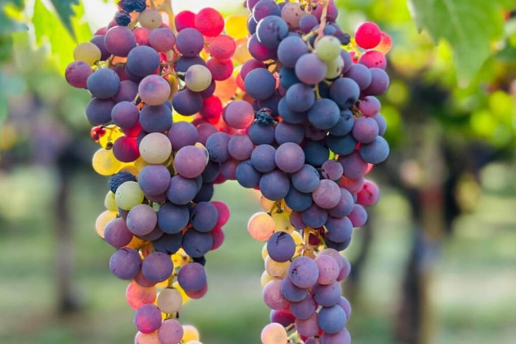 Vinhos de criollas conquistam Argentina