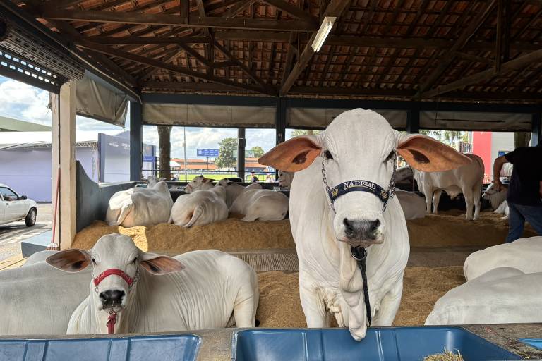 Leilões de gado de elite batem recorde e arrecadam R$ 200 milhões na Expozebu