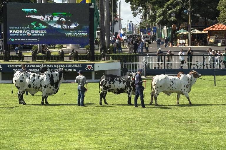A imagem mostra uma exposição de gado zebu em um espaço aberto. Há três bois grandes, com pelagem branca e manchas pretas, sendo apresentados por homens que os seguram. Ao fundo, há uma tela grande exibindo informações, e várias pessoas assistindo ao evento. O ambiente é ensolarado, com árvores e uma estrutura de telhado visível.