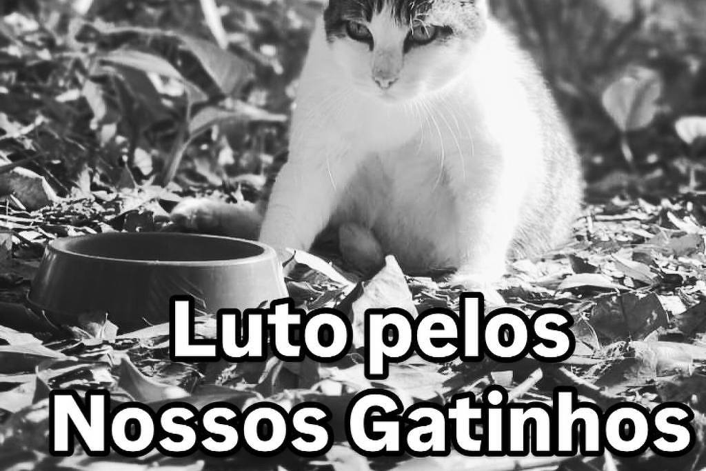 Morte de gatos no parque da Independência preocupa cuidadores, que pedem investigação