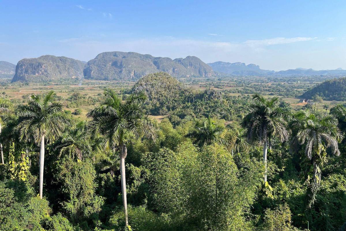 Como mudanças climáticas ameaçam produção de charutos em Cuba