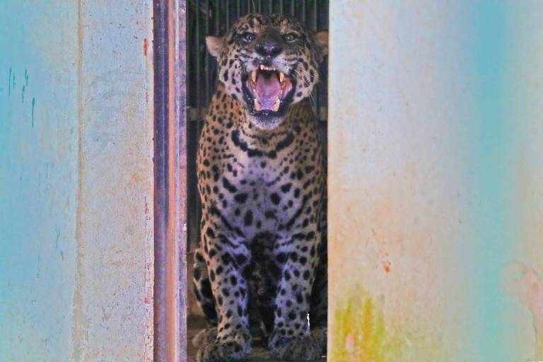 Polícia investiga se ossos expelidos por onça-pintada que matou caseiro em MS têm origem humana