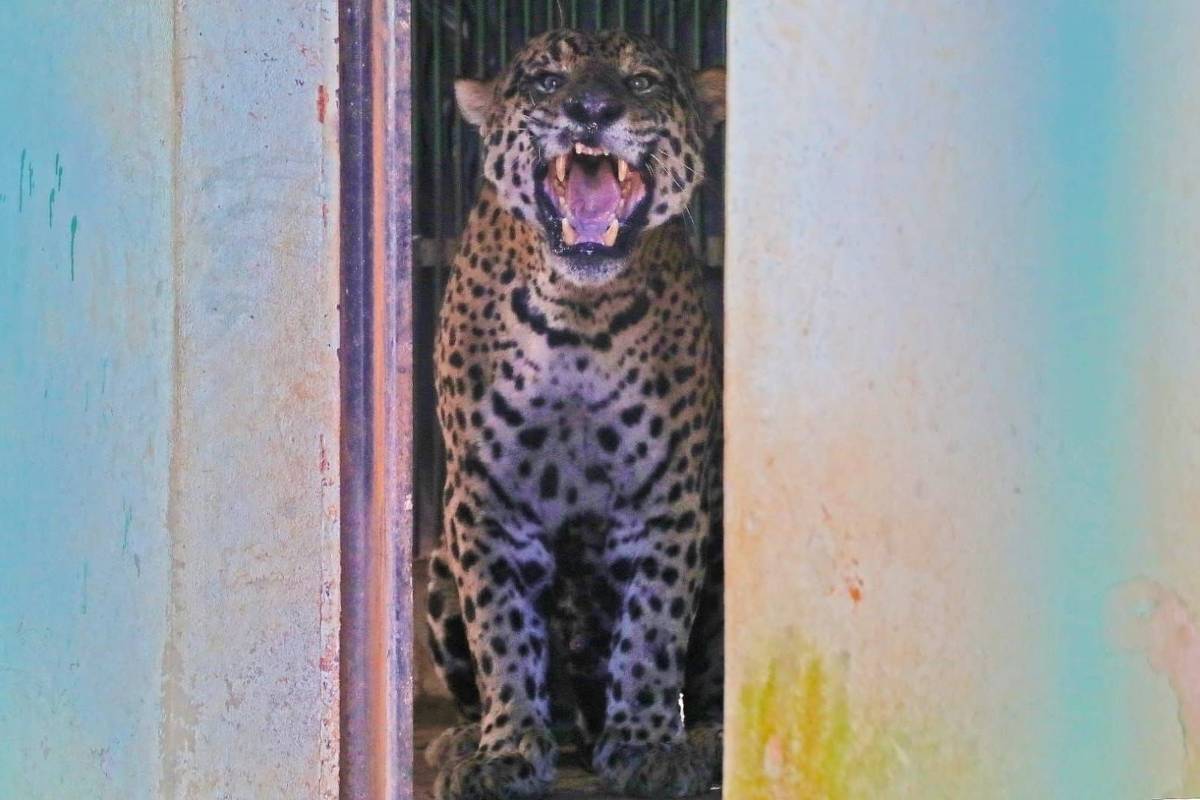 Polícia investiga se ossos expelidos por onça-pintada que matou caseiro em MS têm origem humana