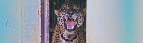 Onça-pintada que foi capturada no dia 24 de abril no Pantanal sul-mato-grossense, continua no CRAS (Centro de Reabilitação de Animais Silvestres), em Campo Grande, até a tarde desta terça-feira (6). Animal matou e é suspeito de ter ingerido um caseiro em Aquidauana (MS).