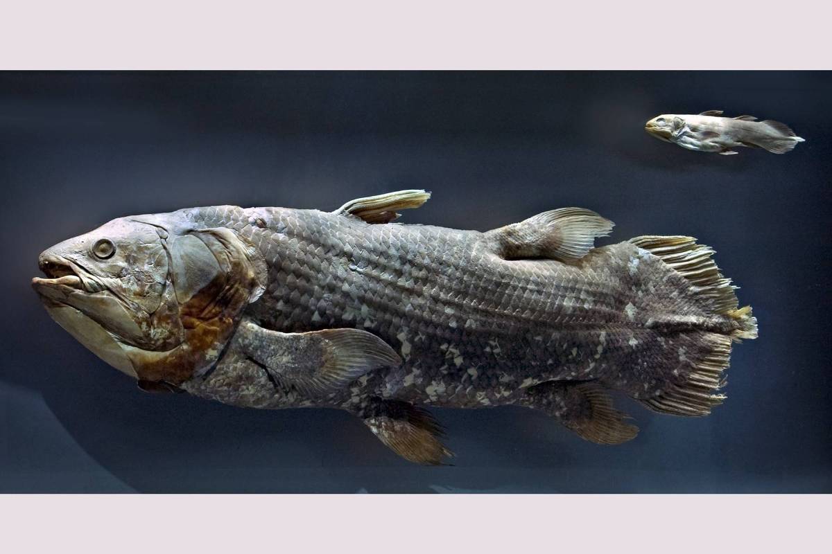 Exame de peixe considerado 'fóssil vivo' muda compreensão da evolução craniana dos vertebrados