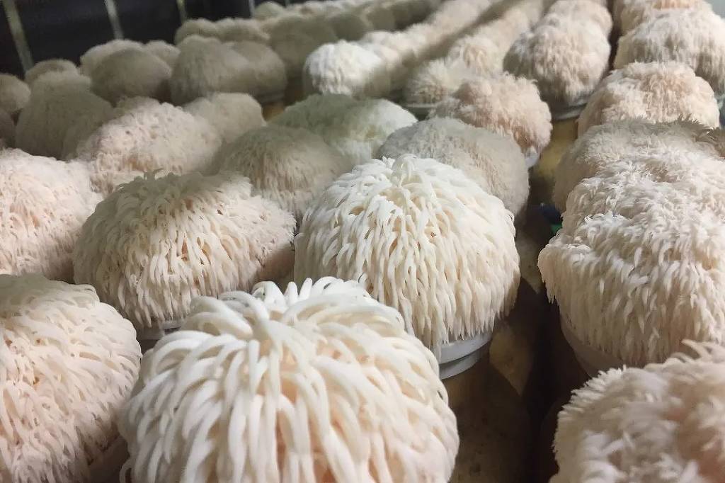 Evidências são limitadas para eficácia do cogumelo juba de leão