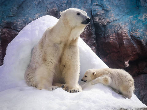 SAO PAULO/ SP, BRASIL, 17/03/2025 : Mãe ursa Aurora e Nur, a filhote de urso polar de 4 meses, no Aquário de SP.  (Foto: Zanone Fraissat/Folhapress, FOLHINHA)***EXCLUSIVO****