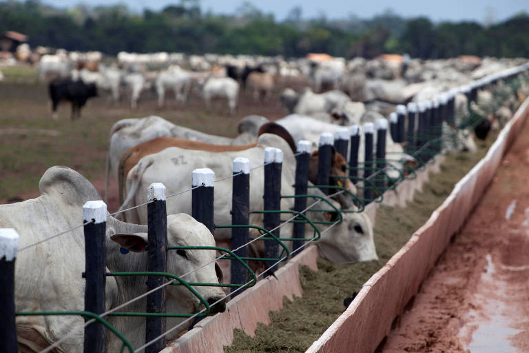 Apesar das tarifas, Brasil exporta 498% a mais de carne para EUA