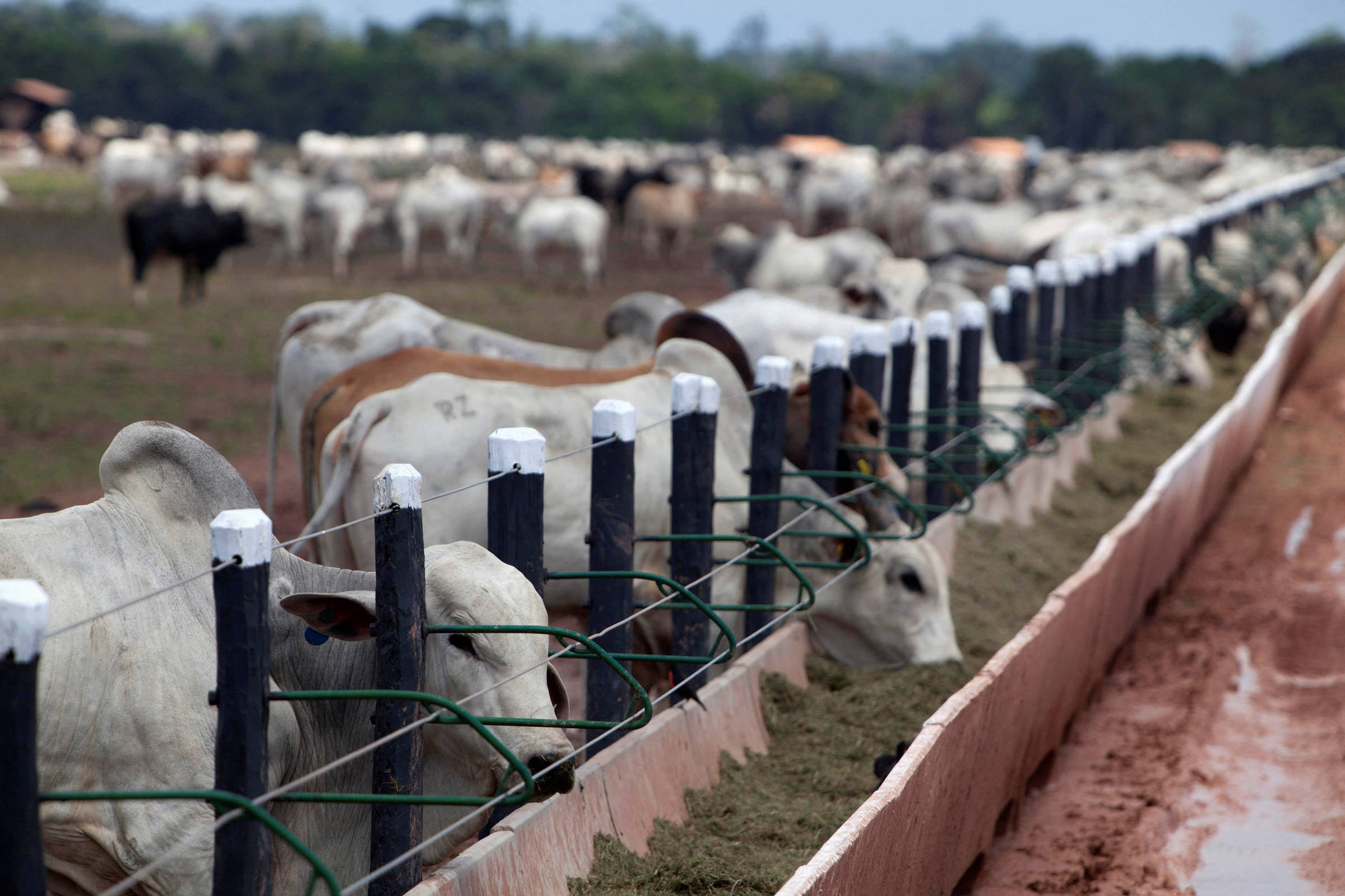 Apesar das tarifas, Brasil exporta 498% a mais de carne para EUA