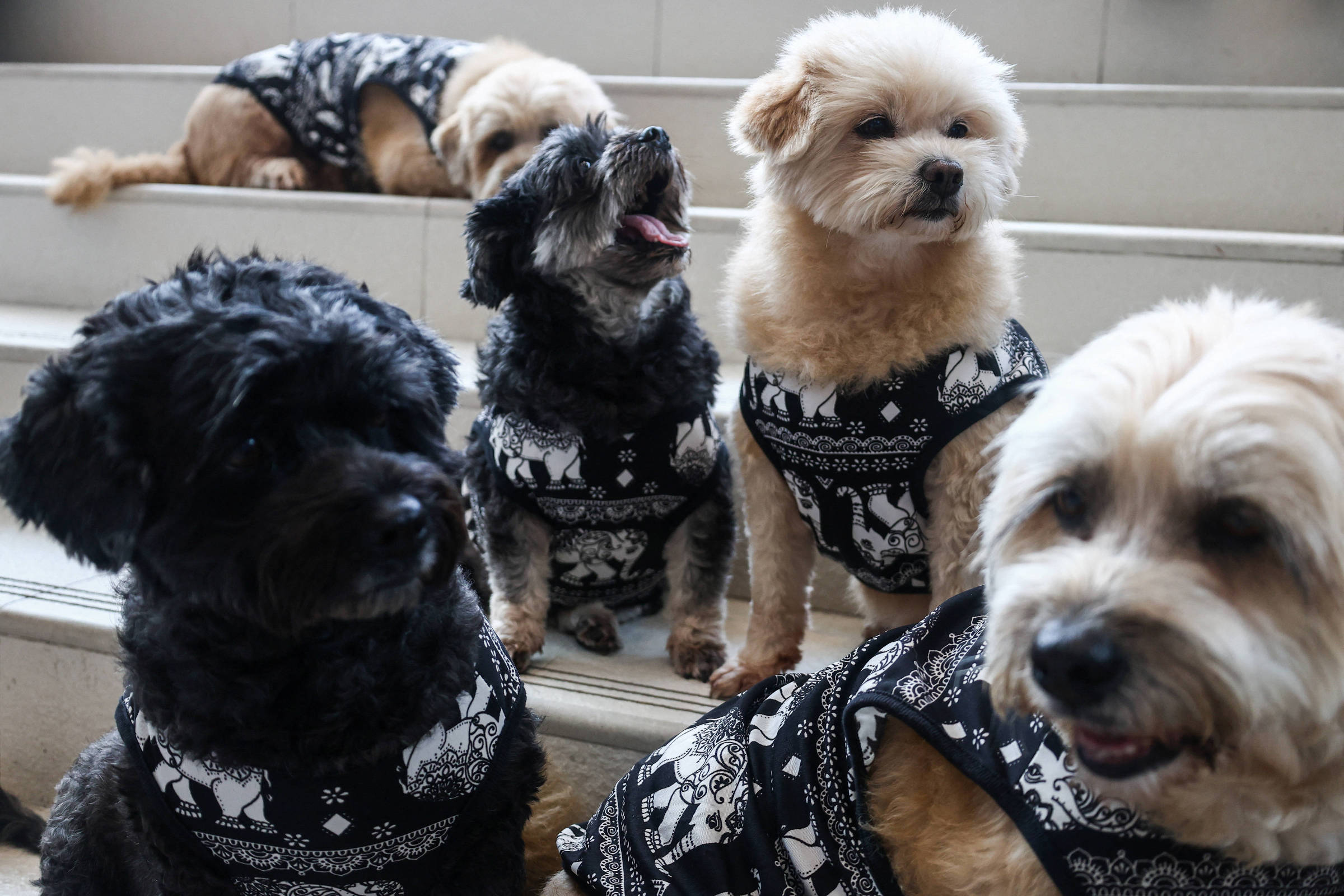 Empresa chinesa Baidu quer patentear IA para traduzir sons de animais