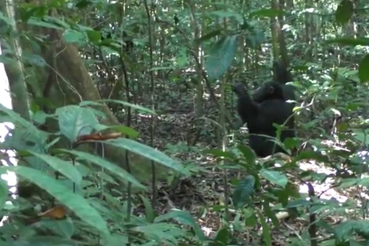 Chimpanzés batucam com intenção rítmica definida e têm estilos próprios