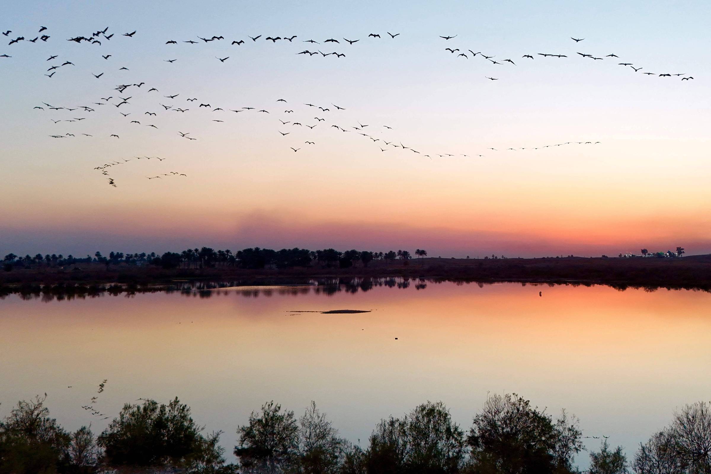 Como as mudanças climáticas alteram a migração das aves