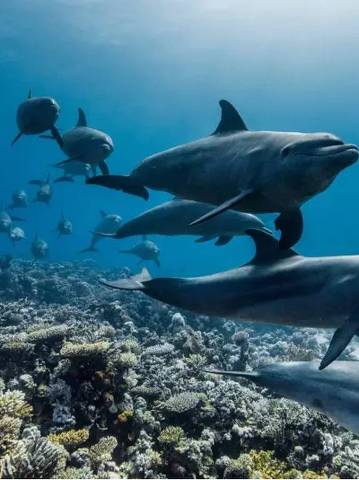 Golfinhos nadando sobre um recife de coral
