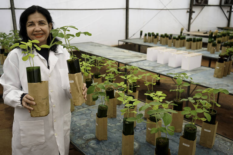 Cientista brasileira recebe o Prêmio Mundial de Alimentação, o 'Nobel da Agricultura'