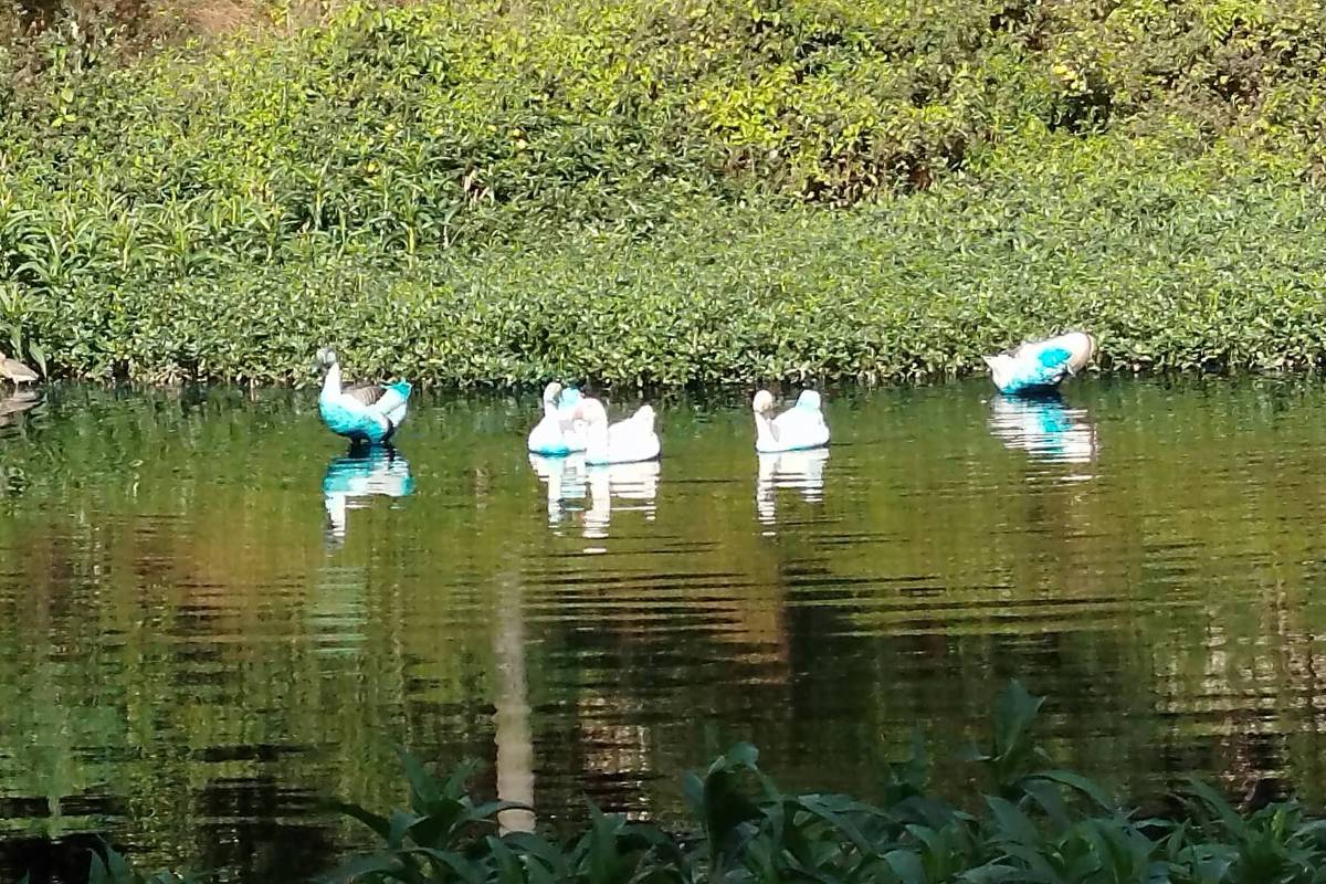 Carga de corante vaza de caminhão e patos ficam azuis em lago no interior de SP; veja vídeo